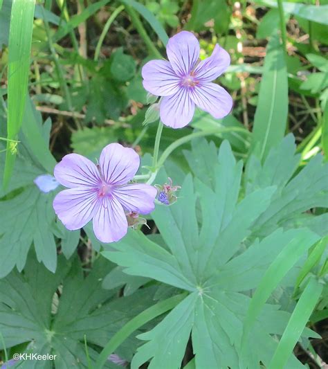 A Wandering Botanist Plant Story Wild Geraniums A Treat To See
