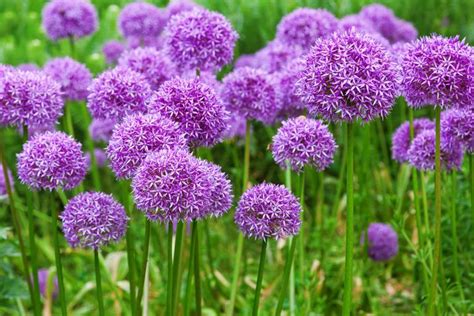 FREE 100 Allium Bulb Collection Candis