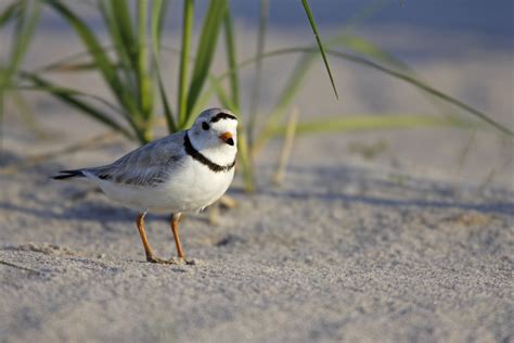 Life Cycle Of A Piping Plover
