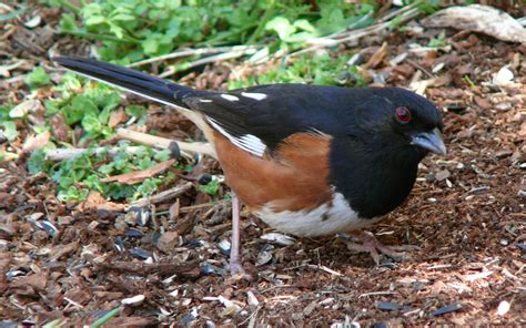Eastern Towhee Pipilo Erythrophthalmus Image Only