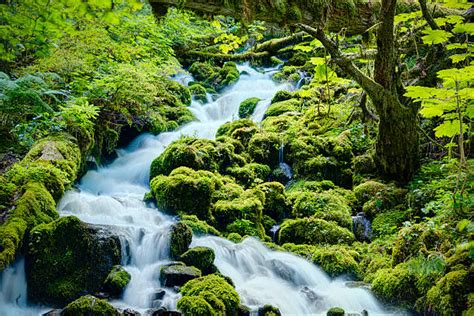 Best Temperate Rainforest Rainforest Waterfall Tropical Climate Stock