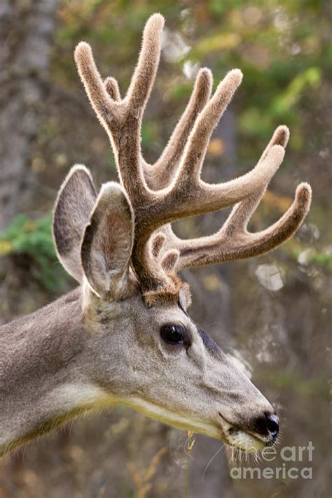 Profile Of Mule Deer Buck With Velvet Antler Photograph By Stephan