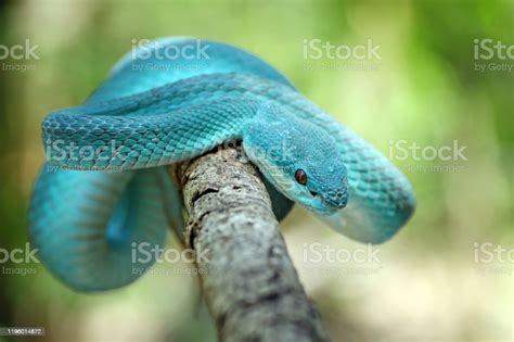 Blue Viper Snake Stock Photo Download Image Now Anger Animal