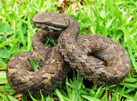 Venomous Snakes Of The Amazon Basin