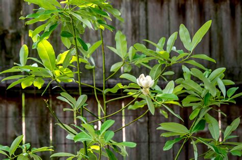 Sweetbay Magnolia Tree Plant Care Growing Guice