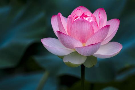 Importance Of The Lotus Flower In Chinese Culture