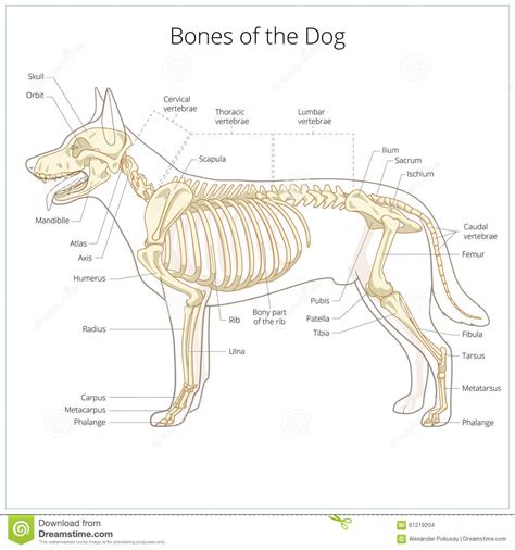 Skeleton Vector Cartoon Vector | CartoonDealer.com #33741371