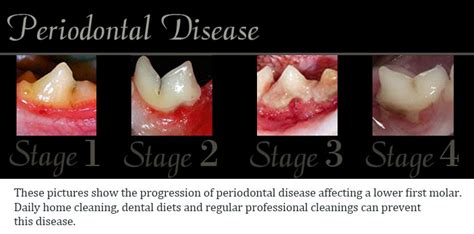 Dental and other oral diseases are very common in cats. Cat Dental Care - Grant Animal Clinic