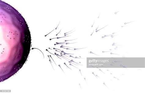 Fertilisation High Res Vector Graphic Getty Images