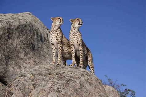 Meru And Samburu Reserves And Mount Kenya National Park Kenya