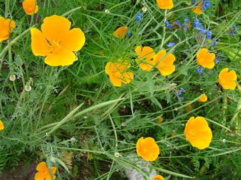 Myeverydaylife Yelloworange And Brown Wild Flowers