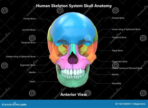 Skull A Part Of Human Skeleton System Anatomy Anterior View With