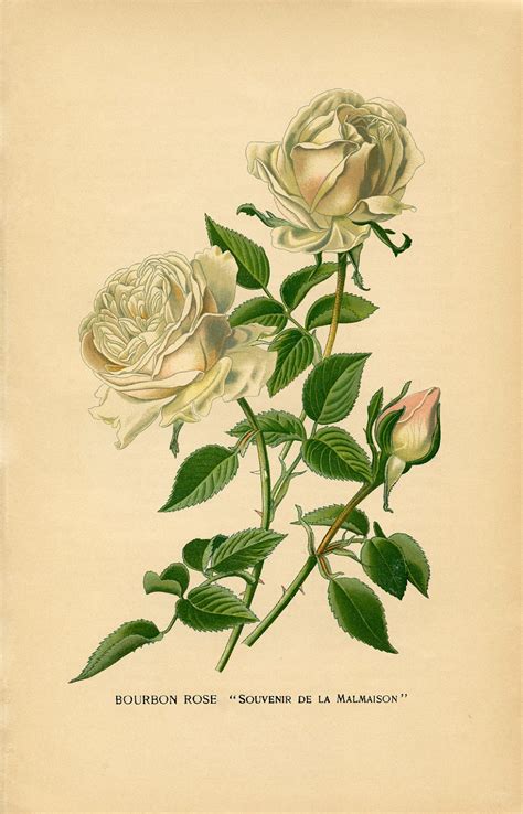 12 Free Vintage Roses Images Gorgeous The Graphics Fairy