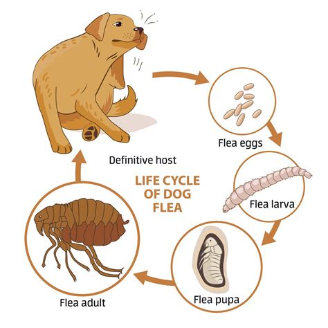 Flea Control And Treatments For The Home Yard And Garden