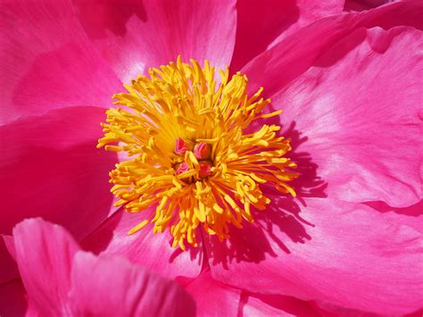 Free Images Blossom Flower Petal Bloom Pink Flora Close Up Petals Stamen Peony
