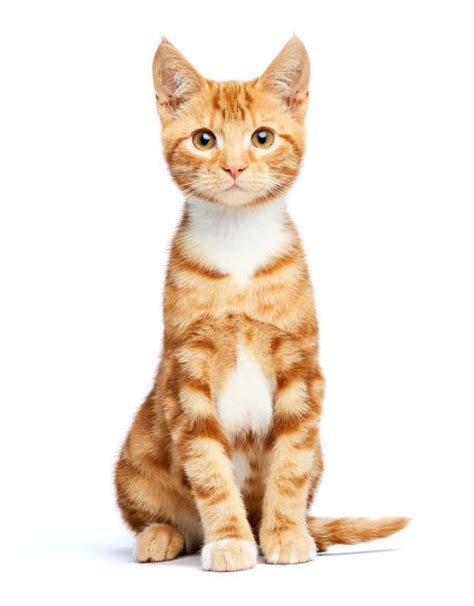 Orange And White Cat Stock Photos Pictures And Royalty Free Images Istock