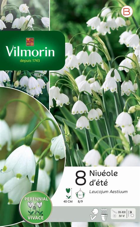 8 Bulbe Florale Leucojum Aestivum Blanc Leroy Merlin
