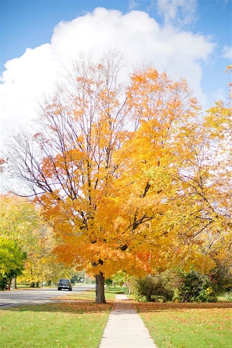 Free Photo Fall Autumn Tree Yellow Free Image On Pixabay 554161