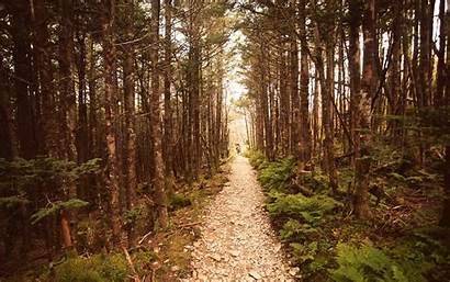 Woods Wallpapers Path Into Forest Nature Landscape