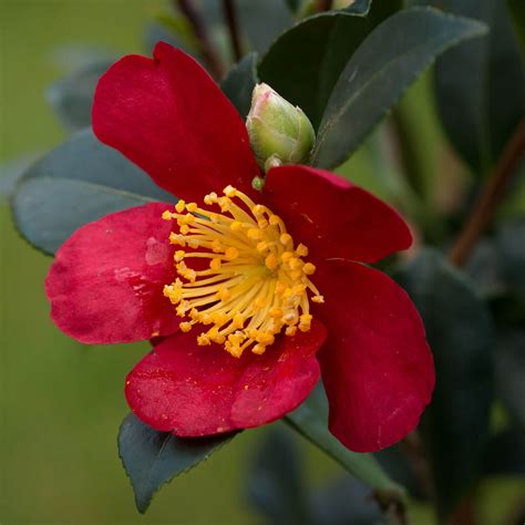 Camellia Sasanqua Yuletide Yuletide Camellia Western Star Nursery