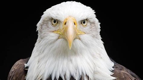 Before he joined the center in 1997, noah worked as a field biologist, surveying northern spotted owls and marbled. Petition · Leave the Endangered Species Act as it is ...