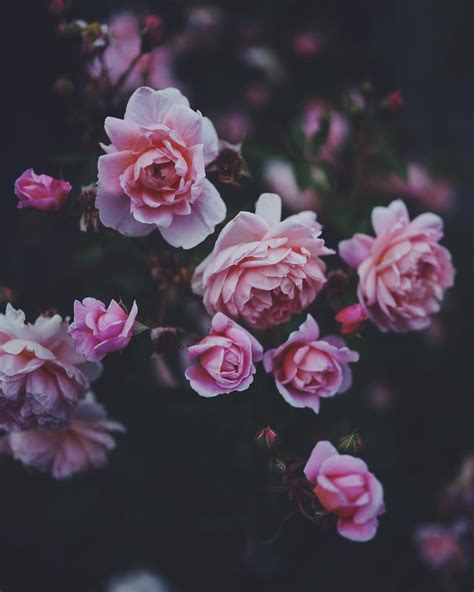 Aesthetic Pink Flowers Tumblr Ideas – Mdqahtani