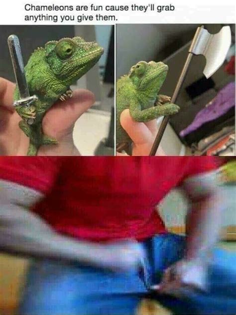 The Best Chameleons Memes Memedroid Hot Sex Picture