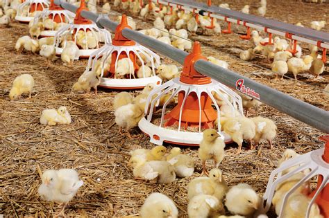 Poulailler Reglementation Chicken Coops