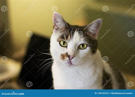 A Mixed Breed Cat Staring Innocently Stock Photo Image Of Eyes Green