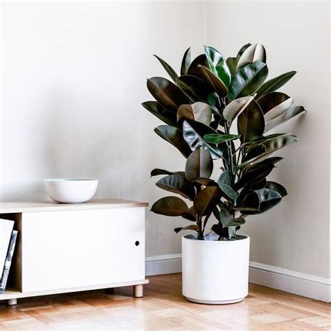 How To Care For A Rubber Plant Indoors Ideas