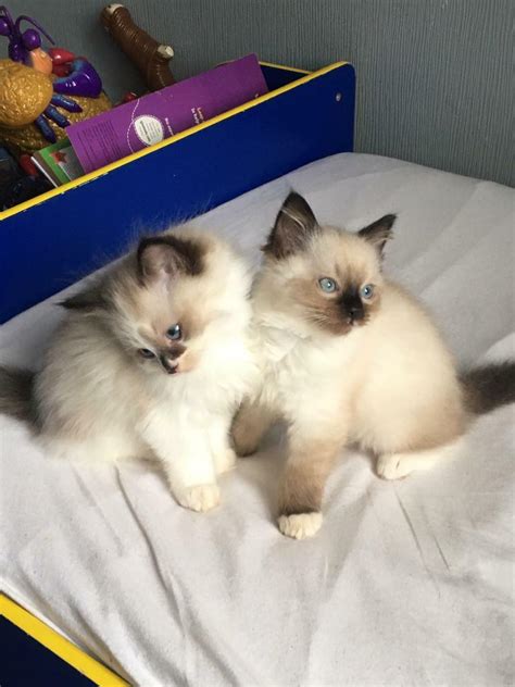 Ragdoll Kittens For Sale In Forfar Angus Gumtree