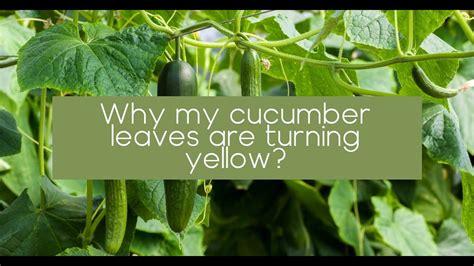 Why My Cucumber Leaves Are Turning Yellow Youtube