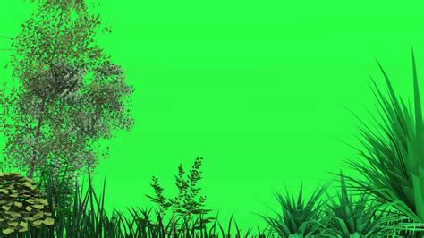 Green Screen Trees Blowing In The Wind Youtube