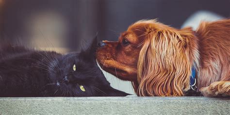 Introducing And Managing Cats And Dogs International Cat Care