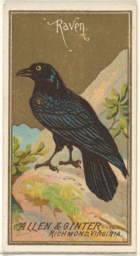Issued By Allen And Ginter Raven From The Birds Of America Series N4
