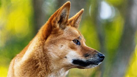 On The Fence Dingoes Documentary Australia