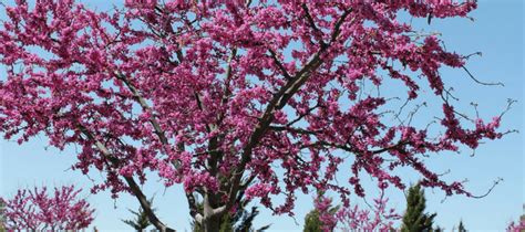Maybe you would like to learn more about one of these? Spring Tree Tips - Tommys Tree Services