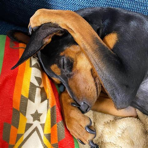 14 Pictures Only Miniature Pinscher Owners Will Think Are