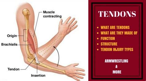 The last week has been better, but it still feels pretty messed up, and i can't use more than about 25% of my for example; VIDEO: Simple guide to Tendons for Armwrestlers & Everyone ...