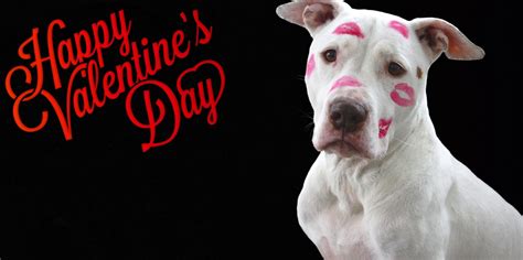 Dogs Valentine Day Wallpapers Wallpaper Cave