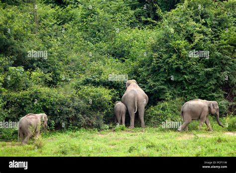Asian Elephant Mother And Calf Elephas Maximus Thailand Eléphant