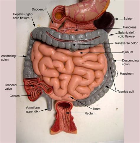 Digestive System Model Anatomy And Physiology Physiology