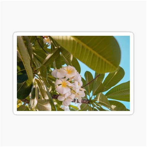 White Plumeria Flowers Sticker By Snezanaj90 Redbubble