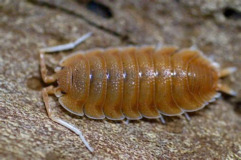 Porcellio Magnificus A Large Isopod Species That Can Reach 2 Inches