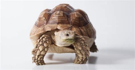 10 Incredible Sulcata Tortoise Facts A Z Animals