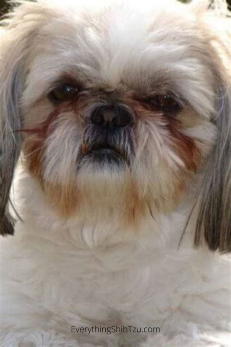 Shih Tzu Eye Problems Are Not Uncommon Unfortunately These Problems