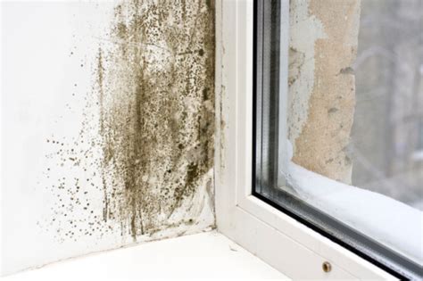 How do i get rid of mold spores? How to get rid of mold on walls quickly and effectively ...