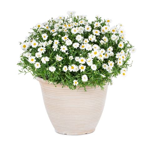 Lowes Multicolor Marguerite Daisy In 25 Gallons Pot In The Annuals