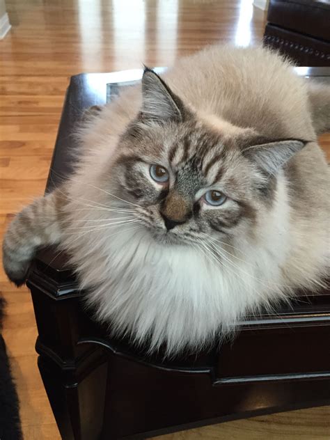 Hudson Our 11 Month Old Chocolate Lynx Point Ragdoll Animaux