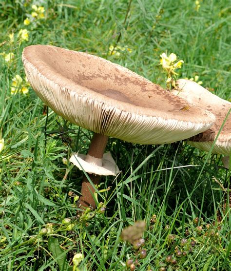 Banco De Imagens Prado Primavera Fungo Bege Floresta Agaric Free